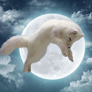 Вода 🐺 2025 🐾🐾🐾🐾