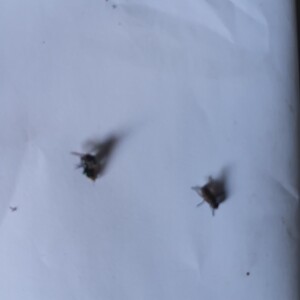 Lot of flies