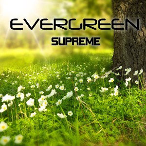 Evergreen 