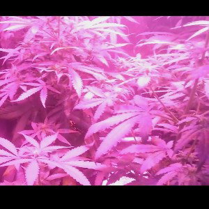  high und bekifft