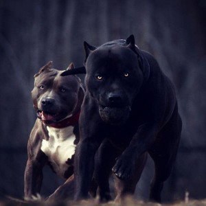 Ein Hund tut nix wenn er Bellt Prod. Deja_vu 