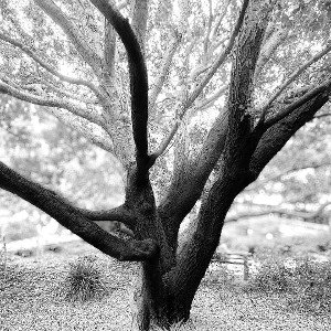 (freestyle) trunk a tree