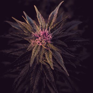 (freestyle)Based insect