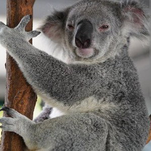 Koala Tatze 