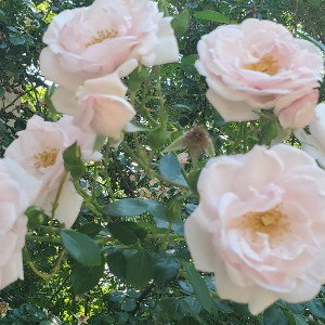 BLOSSOM