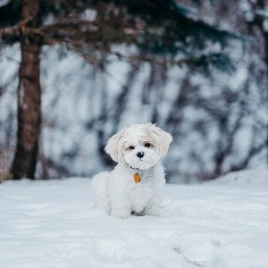 Adorable