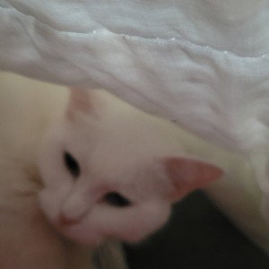 nibble 