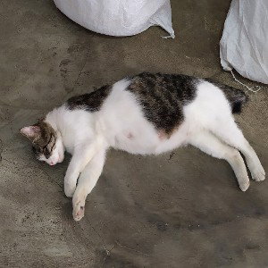 Sad Bad