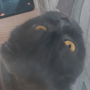 ковбой