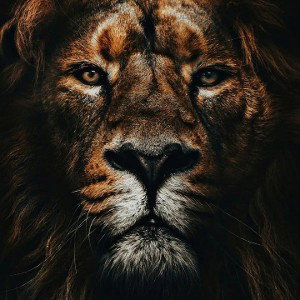 Geen Gipsy maar een King