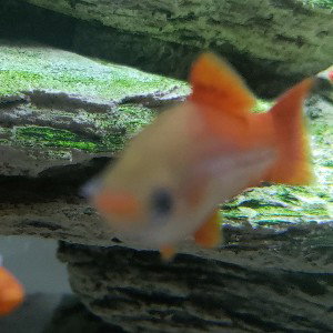 cute fishy