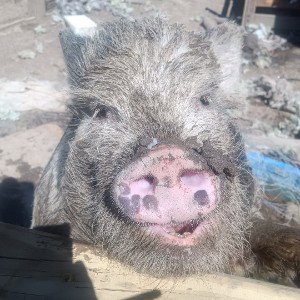 Hog Status