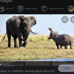 hippo vs elephant