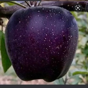 black apples 🍎 