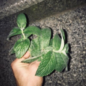 “Mint”VnuKsze