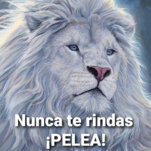 Esmil FZ. x comento ( audio oficial
