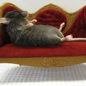 WITH A MOUSE