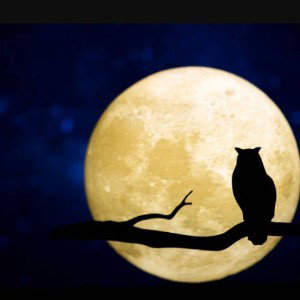 🌙NIGHT OWL 🦉 