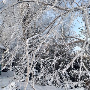 Свободен