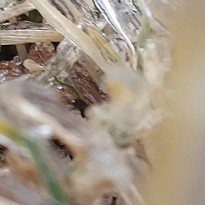 Blades of Grass