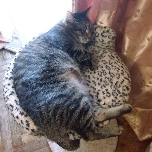 кооот ее кооооот