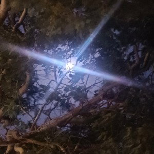 Ones in a Blue Moon 🌝🪾♀️🪽🌠 🎨
