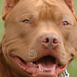 el LISTENGUE  pithbull mix