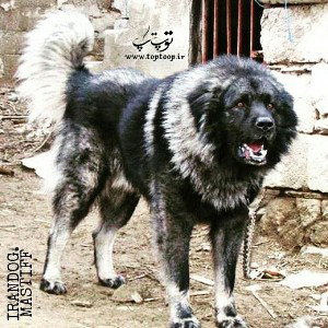سگ‌هار