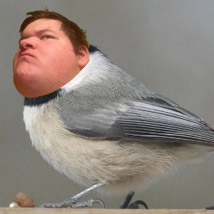Ryickadee