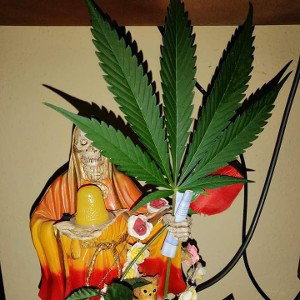 fumando