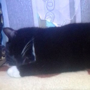 котик