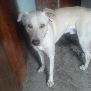 en bidia en las benas 