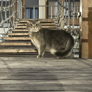 Проу 