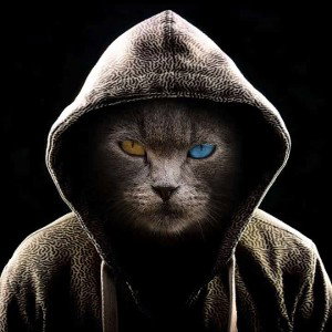 BLACK CAT 