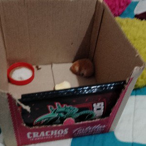 hamster song