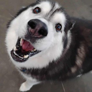 CAMP BOWOW