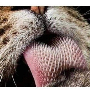 voy a mejorar