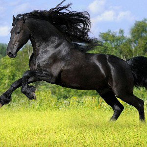 Caballo oscuro.
