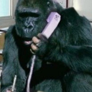 king kong