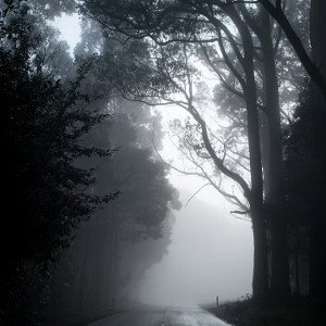 TheDarkForest 