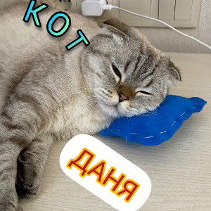 КОТ ДАНЯ