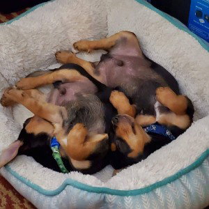 pupshitt