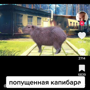хейтеры