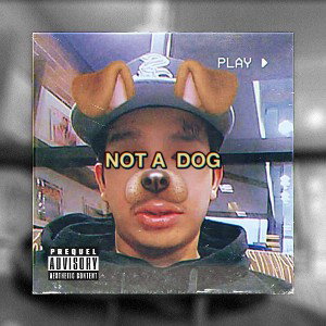Not A Dog 