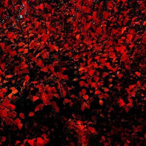Garten Eden