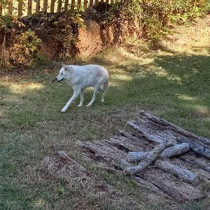 Hounds n Wolves R howling for Me