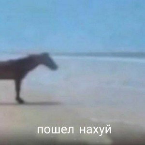 CURSEdX