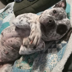 pittbully