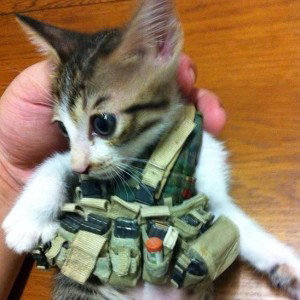 cats 