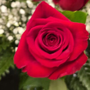 Ring Around  The Rosey 